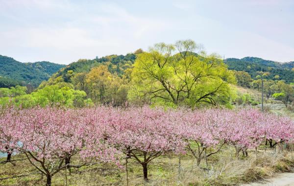 桃花岛风景区