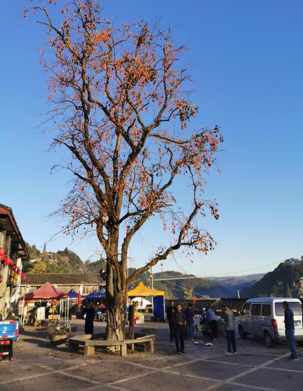 柿林村