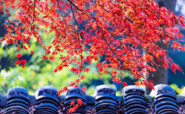 苏州定慧寺