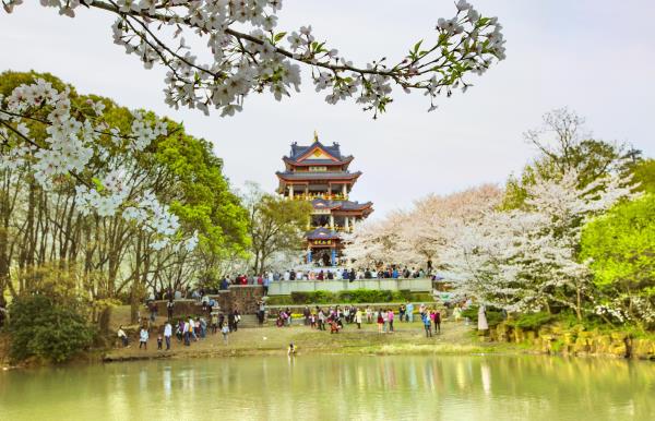 赏樱阁