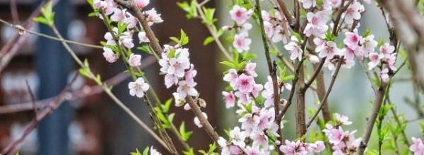 无锡阳山桃花源景区