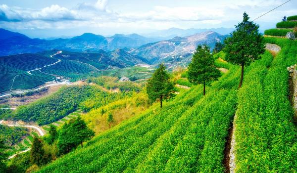 羊岩山茶文化园