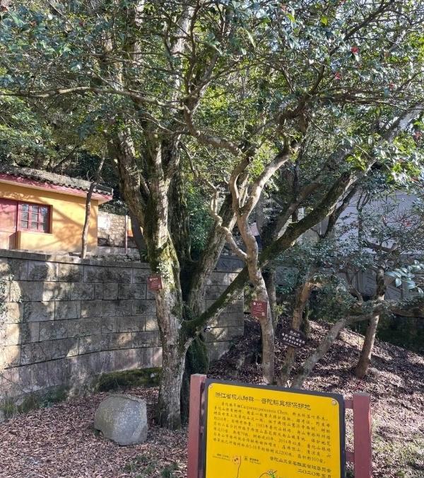 鹅耳枥