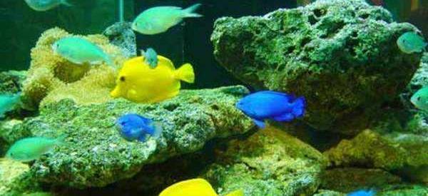 嵊泗海洋生物馆