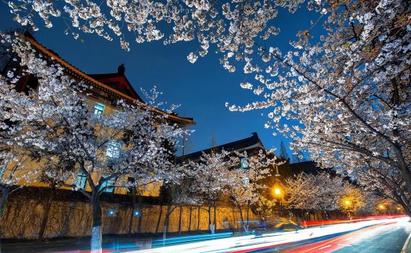 樱花大道