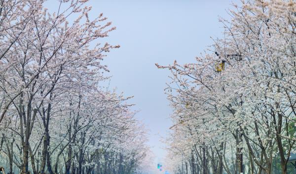 鉴真路樱花大道