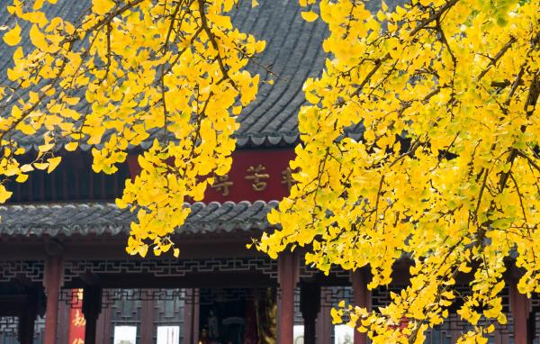 毗卢寺