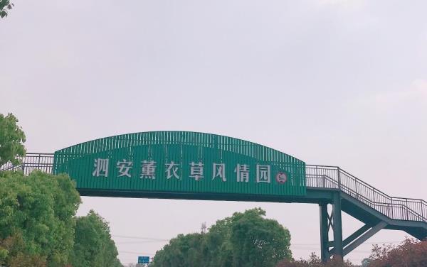 长兴泗安薰衣草风情园