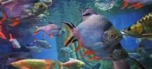 上海海洋水族馆中国展区3