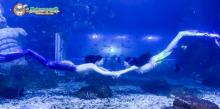 鹏新嘉定海洋世界38