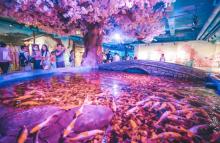 鹏新嘉定海洋世界27