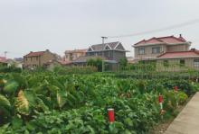 横沙岛23