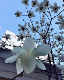 玉兰园公园8