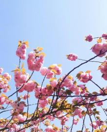 高东樱花园6