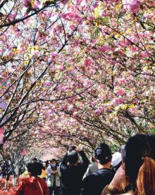 高东樱花园7