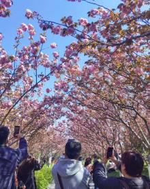高东樱花园9