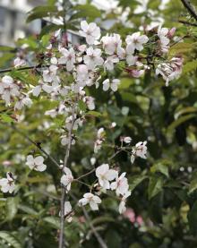 高东樱花园15