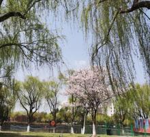 高东樱花园16