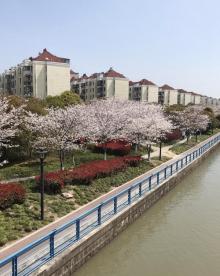 高东樱花园17