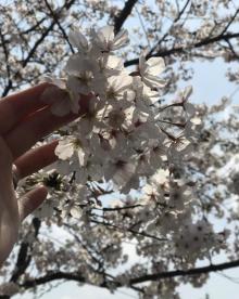 高东樱花园19