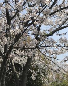 高东樱花园20