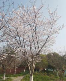 高东樱花园21