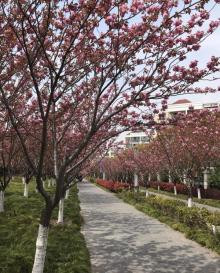 高东樱花园25