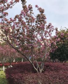 高东樱花园26