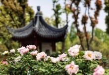 上海植物园18