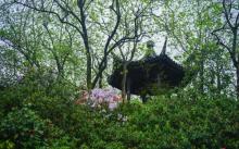 上海植物园8