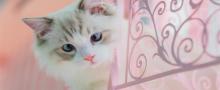 想飞的猫・撸猫馆・猫舍(时光里店)4