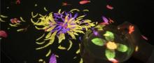 EPSON teamLab 无界美术馆14