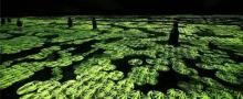 EPSON teamLab 无界美术馆18