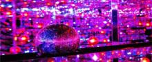 EPSON teamLab 无界美术馆19
