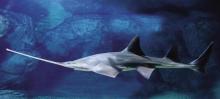 上海海洋水族馆1