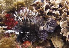 上海海洋水族馆4