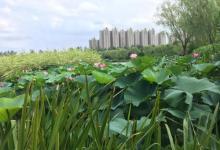 燕郊植物园15