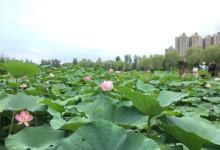 燕郊植物园16