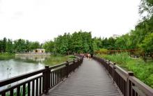 金桥公园13