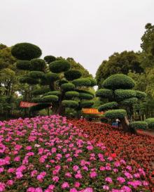 金桥公园36