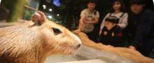 Zoolung Zoolung萌宠乐园(第一八佰伴店)4