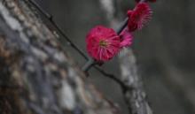 丁香花园13