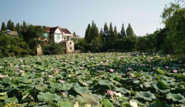 安吉草滩休闲观光小龙虾基地