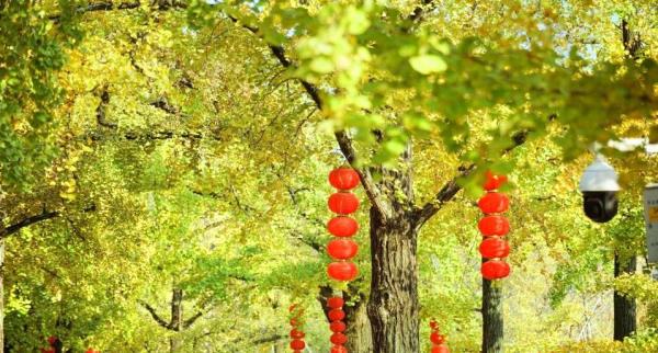 古银杏公园