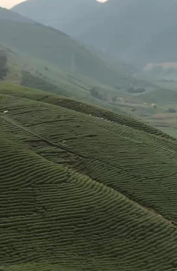 大岗山
