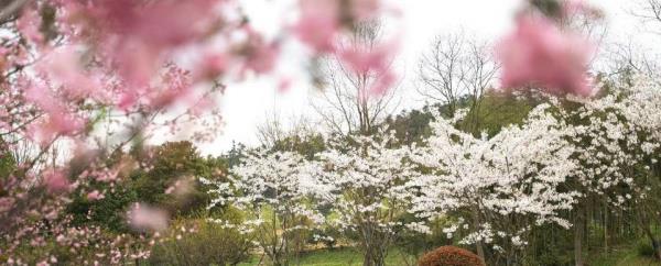 径山樱花