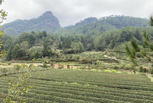 燕子窠生态茶园示范基地