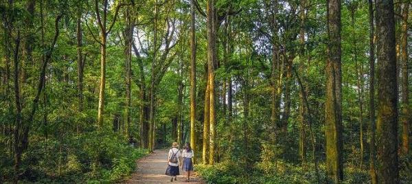 麻沙楠木林景区