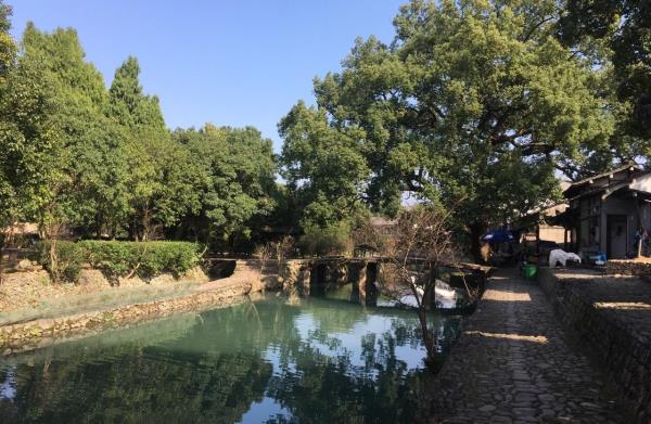古樟树