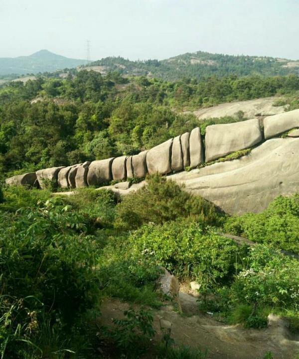 茶山龙脊杨梅园